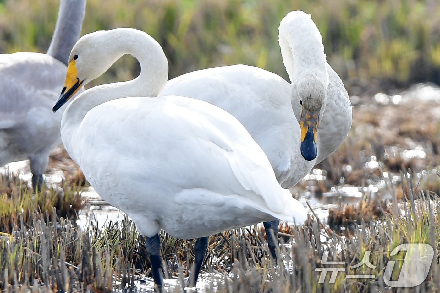 천연기념물 제201-2호이자 멸종위기야생생물 2급인 큰고니 무리가 23일 경북 포항시 북구 흥해읍 들녘에서 낙곡(떨어진 벼알)을 먹고 있다. 2025.11.23/뉴스1 ⓒ News1 최창호 기자