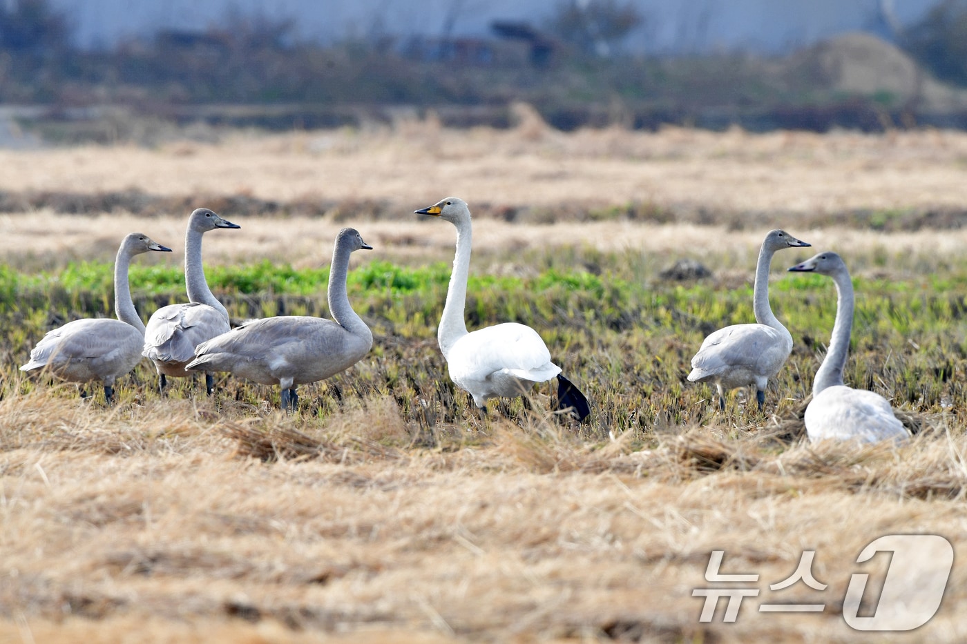 천연기념물 제201-2호이자 멸종위기야생생물 2급인 큰고니 무리가 23일 경북 포항시 북구 흥해읍 들녘에 날아와 쉬고 있다. 2025.11.23/뉴스1 ⓒ News1 최창호 기자