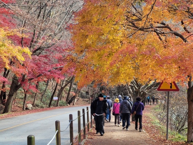 전북 정읍시 내장산 일대에 나들이객들이 산책로를 걷고 있다. 2025.11.23/뉴스1 ⓒ News1 문채연 기자