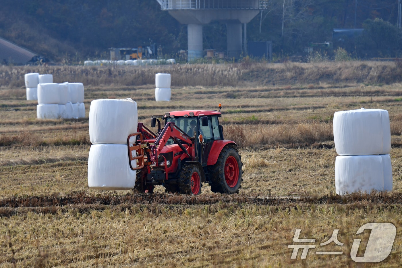 경북 포항의 한 들녘.  2025.11.23/뉴스1 ⓒ News1 최창호 기자