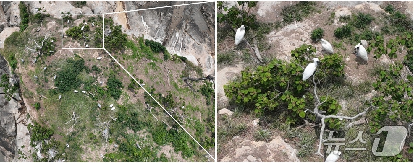 전남 순천시 별량면 무인도서에서 확인된 저어새 번식지 모습. &#40;순천시 제공. 재판매 및 DB금지&#41;