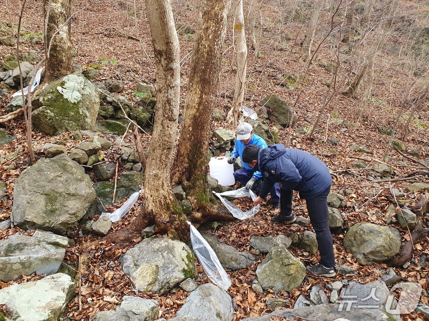 함양국유림관리소의 고로쇠 수액 현장 점검&#40;함양국유관리소 제공. 재판매 및 DB금지&#41;.