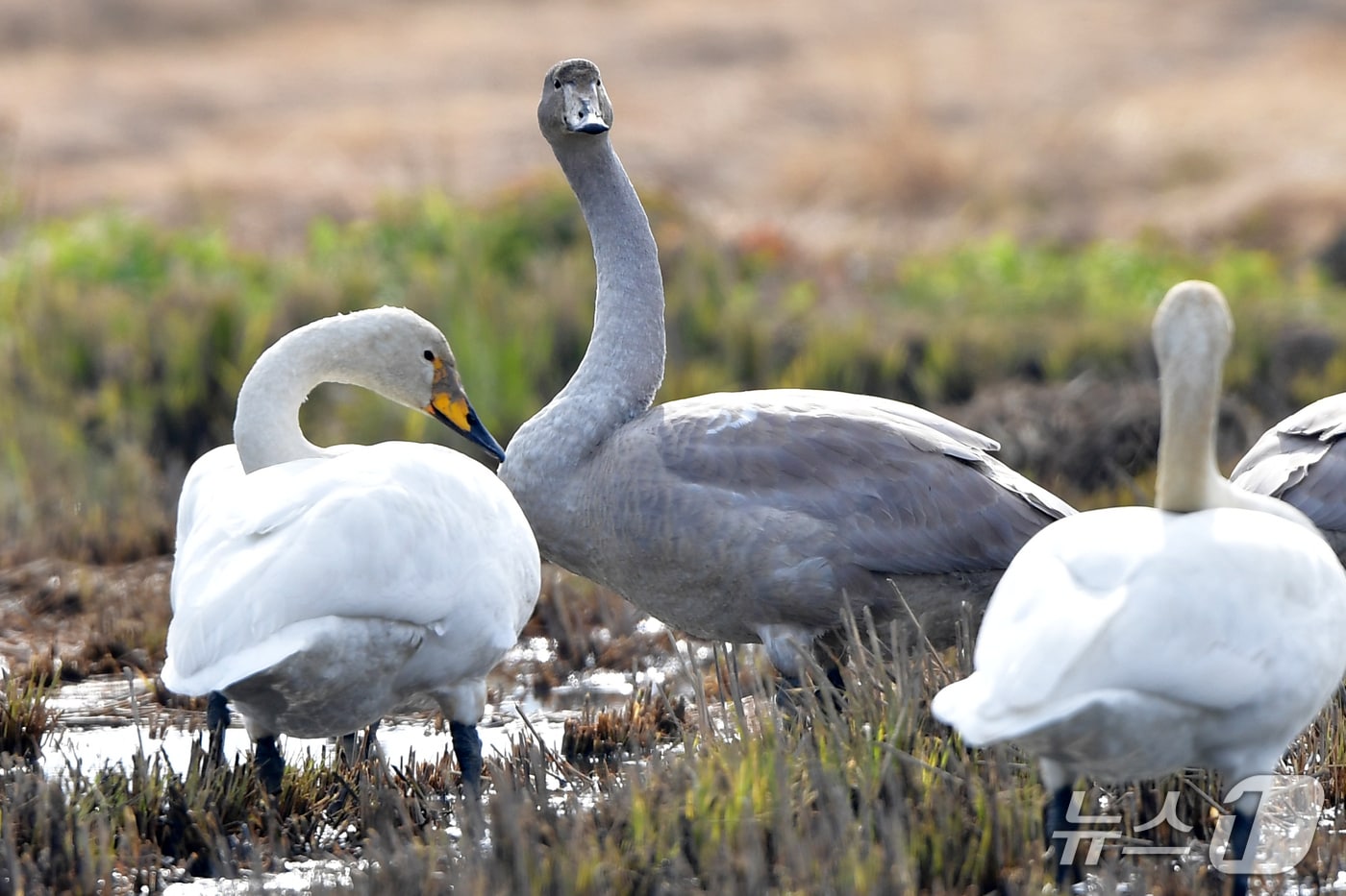 큰고니 성조(흰색)와 회갈색의큰고니 아성조.2025.11.24/뉴스1 최창호 기자 