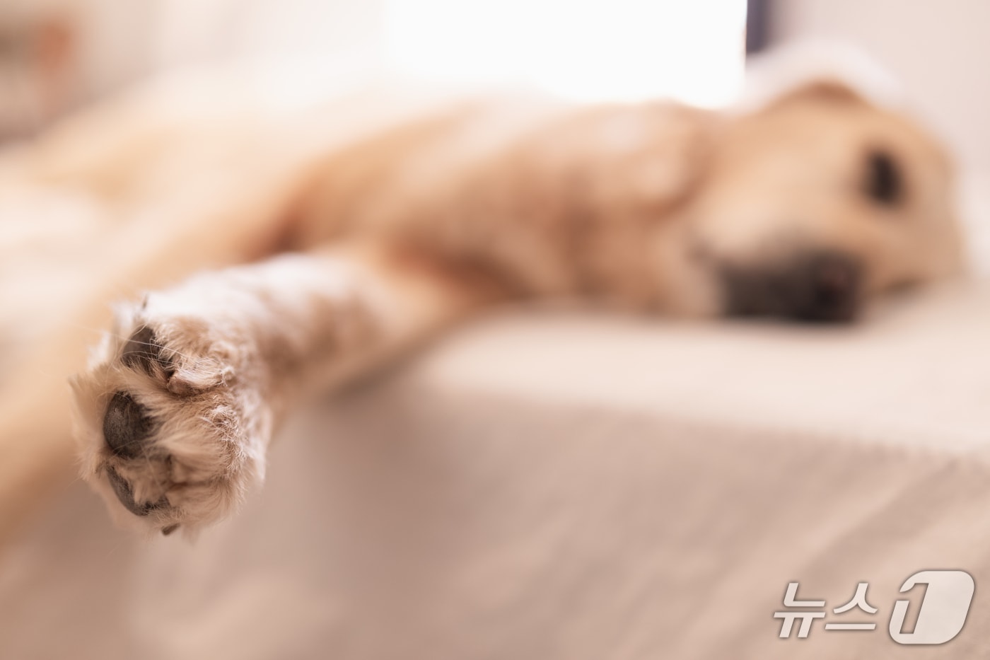 반려견(사진 클립아트코리아) ⓒ 뉴스1