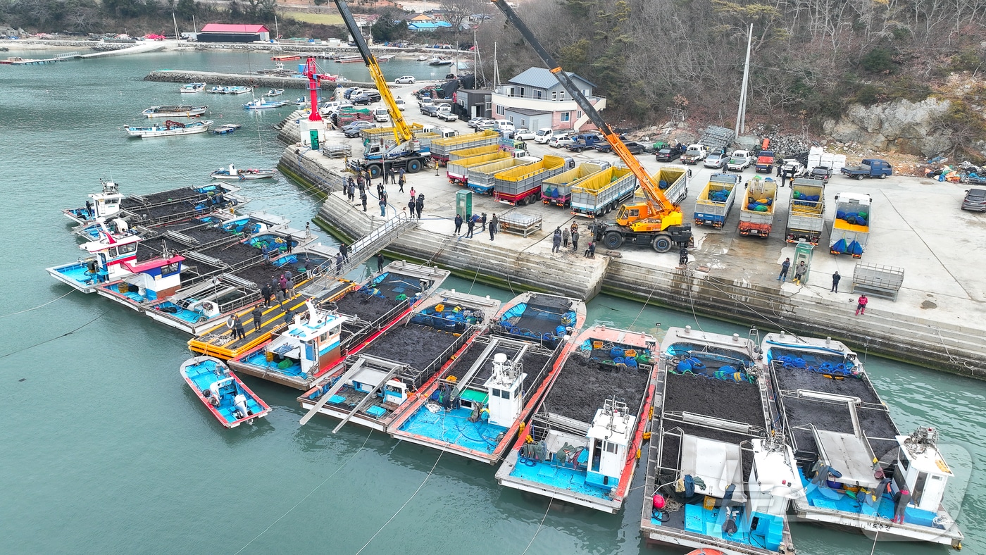 완도군 군외면 당인리 물김 위판 현장 (완도군 제공. 재판매 및 DB금지) /뉴스1 