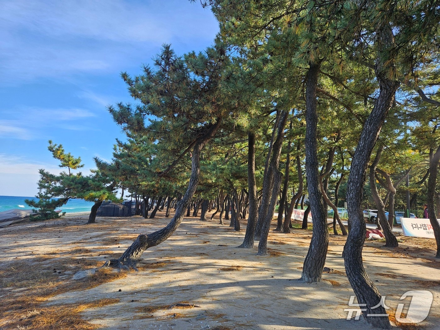 송림길 조성예정지.(강릉시 제공, 재판매 및 DB 금지) 2025.11.25/뉴스1