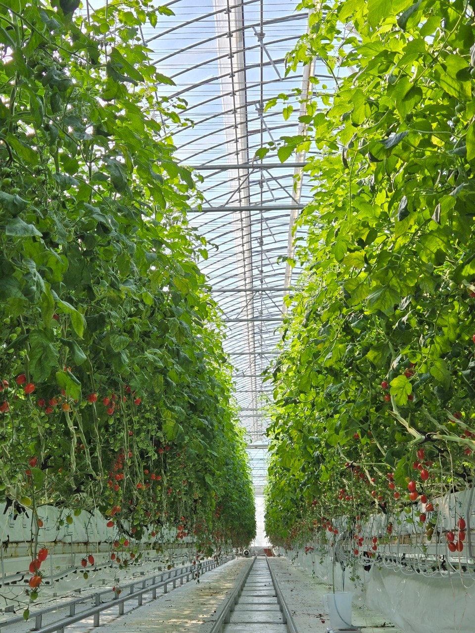 순환식 수경재배 현장.(농촌진흥청 제공) 2025.11.25 /뉴스1