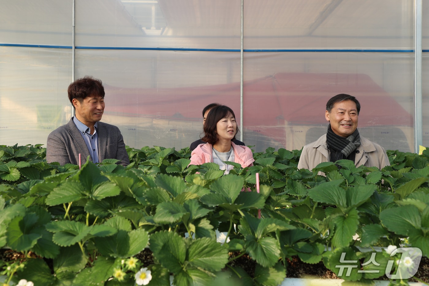 26일 전춘성 전북 진안군수(오른쪽 첫번째)가 부귀면 일원의 딸기와 샤인머스캣 재배 농가를 방문해 애로사항을 청취하고 있다.(진안군제공. 재판매 및 DB금지)2025.11.26/뉴스1