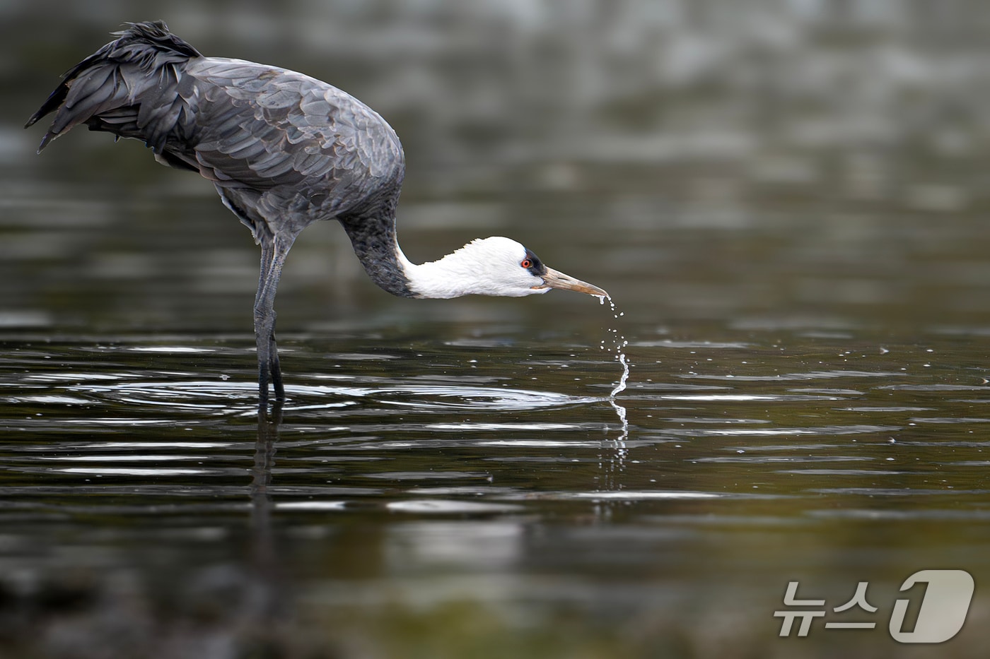 지난 17일 울산 울주군 회야강 일대에서 휴식을 취하고 있는 흑두루미. &#40;조현표 새통신원 촬영, 울산시 제공. 재판매 및 DB 금지&#41; /뉴스1 