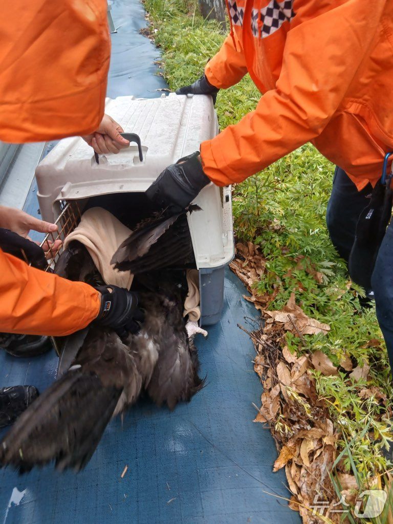 27일 오전 11시 23분쯤 충북 영동군 영동읍 설계리 인근 도로에서 독수리 한 마리가 구조됐다.(영동소방서 제공. 재판매 및 DB금지) /뉴스1 