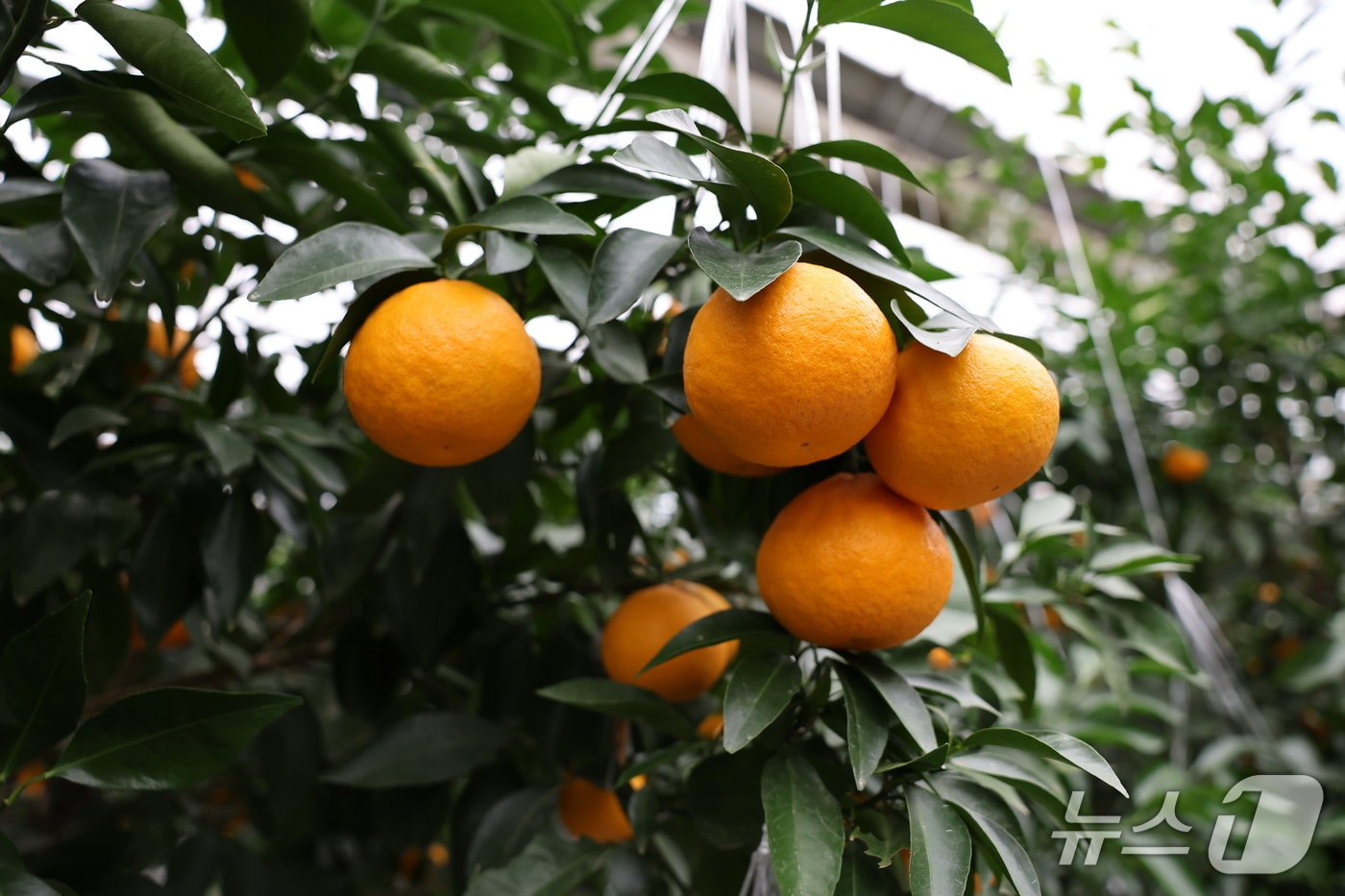 만감류 일종인 우리향(제주도 제공. 재판매 및 DB금지)/뉴스1