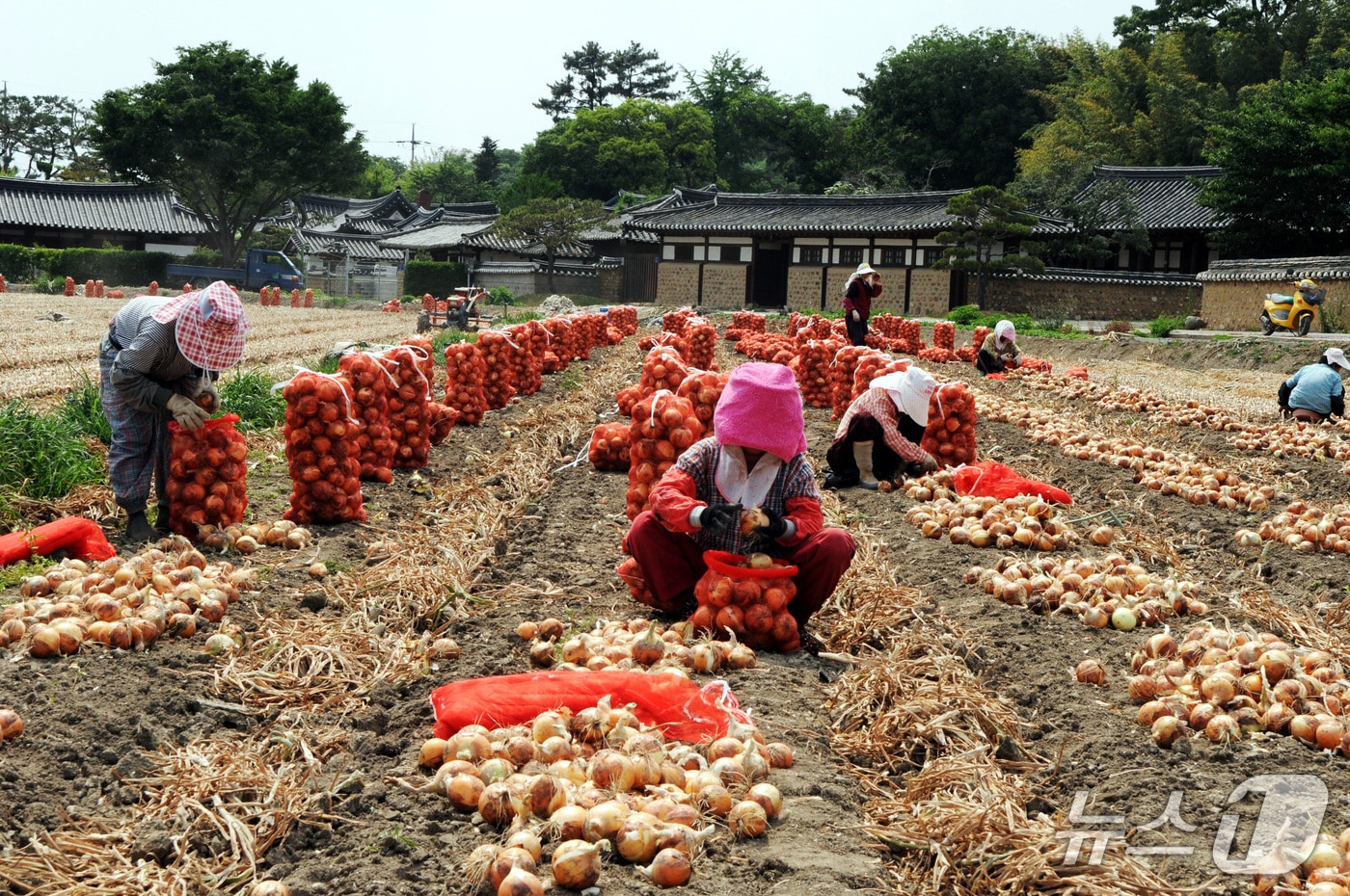 창녕 양파 시배지(창녕군 제공. 재판매 및 DB금지).