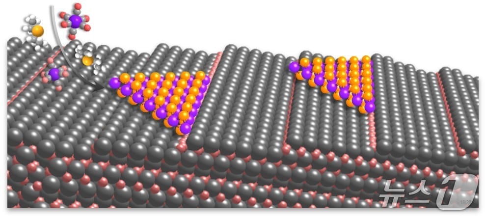 계단 구조 표면의 사파이어 기판 위에 2차원 반도체를 에피택시 성장하는 과정 모식도(IBS 제공) /뉴스1
