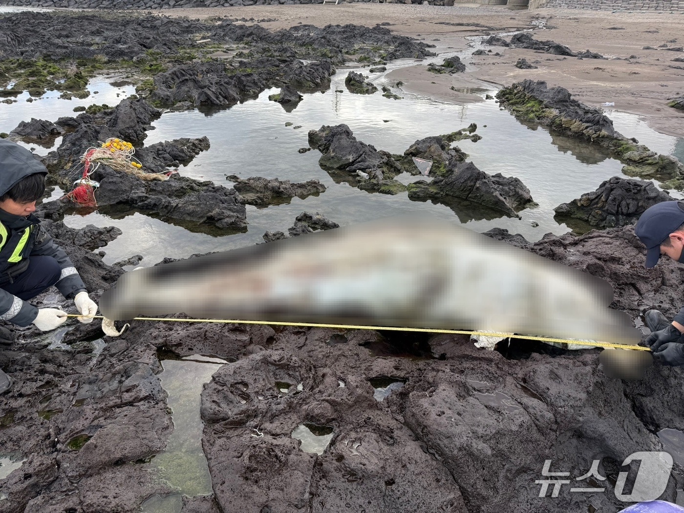 제주 해안에서 발견된 남방큰돌고래 사체.(제주해경서 제공. 재판매 및 DB 금지)/뉴스1 