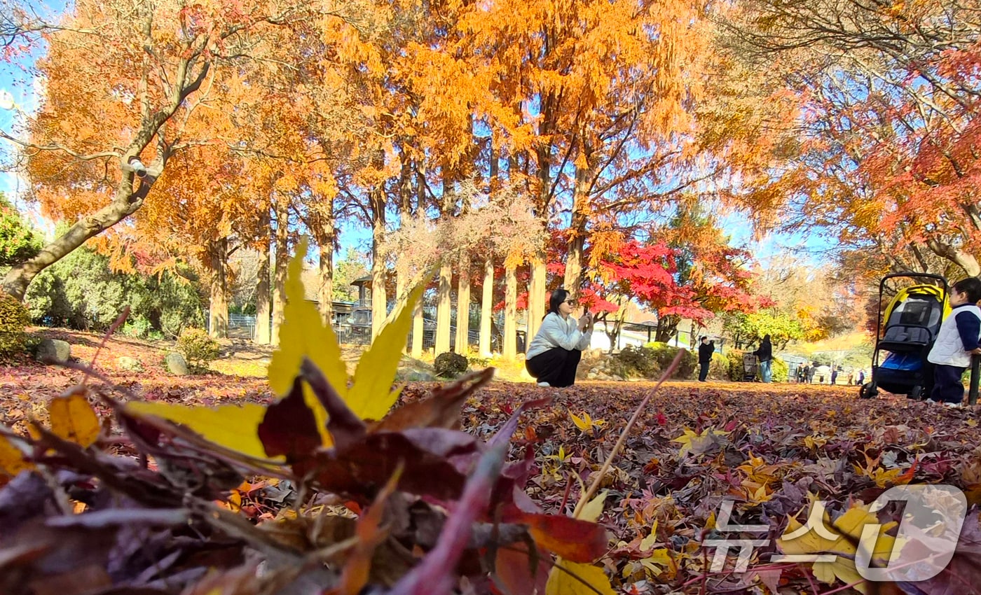전북 전주시 전주동물원을 찾은 시민이 낙엽이 깔린 단풍길에서 늦가을 정취를 만끽하고 있다. 2025.11.30/뉴스1 ⓒ News1 유경석 기자