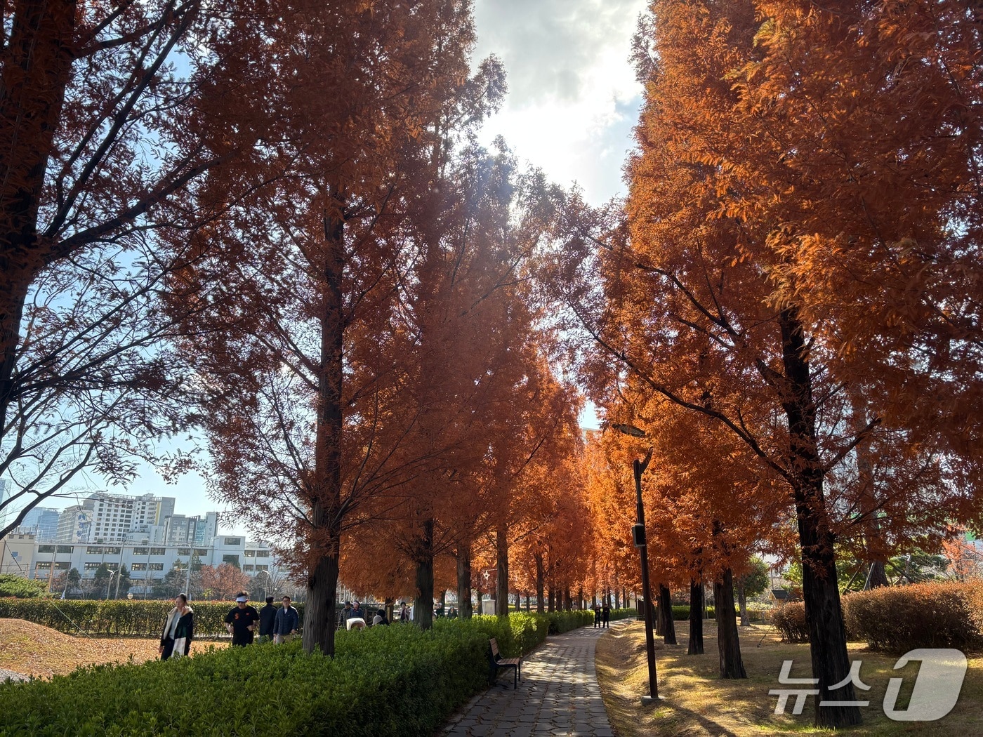 30일 부산시민공원 남문 출입구 인근 메타세콰이어길 모습 2025.11.30 ⓒ 뉴스1 홍윤 기자