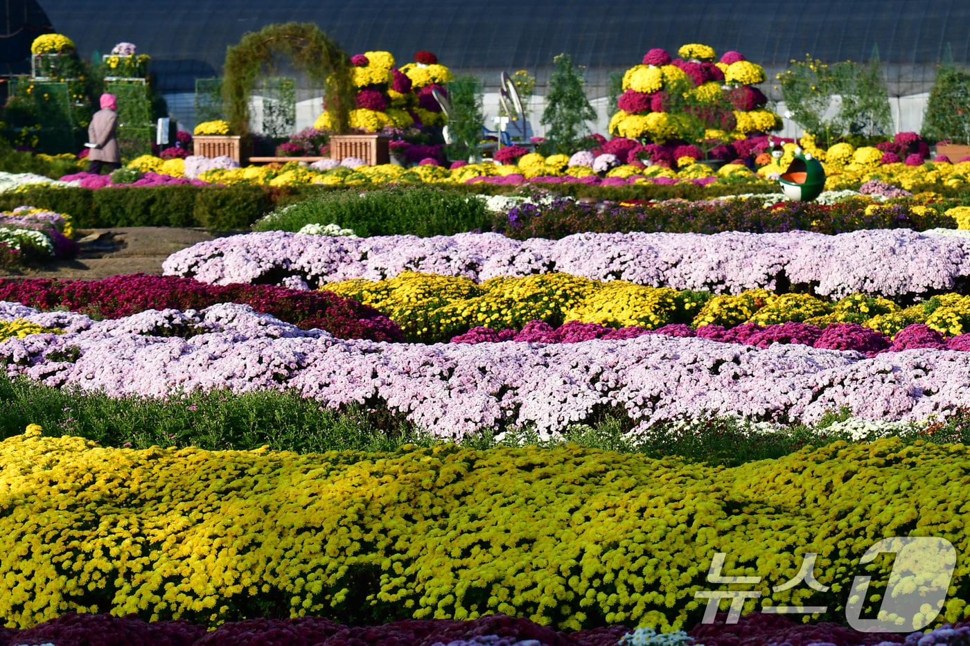 지난 4일 경북 포항시 남구 상도동 뱃머리마을에서 다양한 국화들이 자태를 뽐내고 있다. 2025.11.4/뉴스1 ⓒ News1 최창호 기자