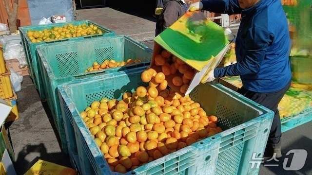 상품외감귤 유통 단속 현장(서귀포시 제공)/뉴스1