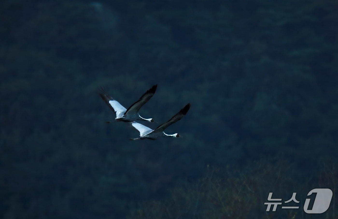최근 김해 화포천 습지에서 관측된 멸종위기종 재두루미.(조명훈 작가 제공. 재판매 및 DB금지)