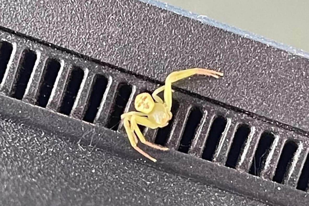  복부에 사람 얼굴처럼 보이는 무늬가 있는 노란색 거미는 게거미로 확인됐다. &#40;사진: Nut Siri&#41;