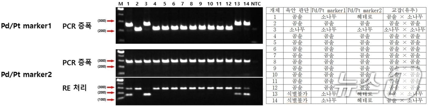 소나무와 곰솔이 혼재된 자연집단에서의 개체목별 유전형(산림청 국립산림과학원 제공.재판매 및 DB금지)/뉴스1