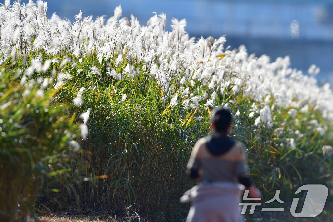 4일 오후 경북 포항시 남구 연일읍 형산강변에서 시한 민이 갈대밭 길을 따라 달리고 있다. 2025.11.4/뉴스1 ⓒ News1 최창호 기자