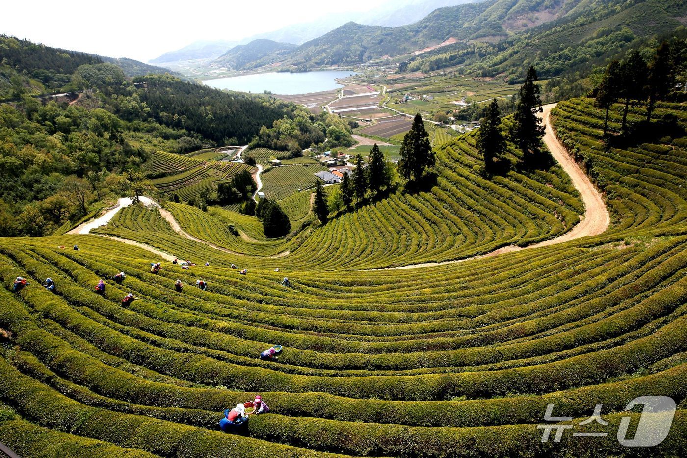 보성 녹차밭 전경. &#40;보성군 제공. 재판매 및 DB금지&#41;