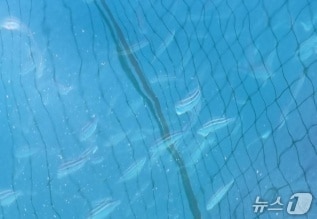 여수시가 거문도 해역에서 아열대성 어류 &#39;벤자리&#39;를 시험적으로 양식하고 있다. &#40;여수시 제공. 재판매 및 DB금지&#41;