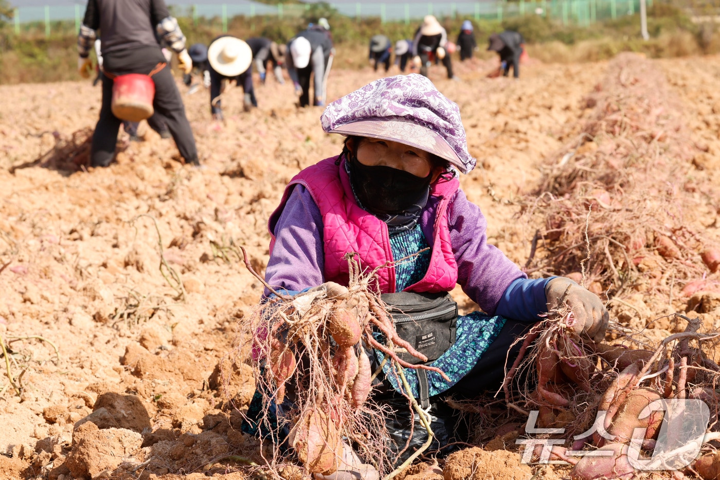 5일 전남 영암군 신북면 한 황토고구마밭에서 농민들이 고구마 수확에 한창이다. 2025.11.5/뉴스1 ⓒ News1 김태성 기자