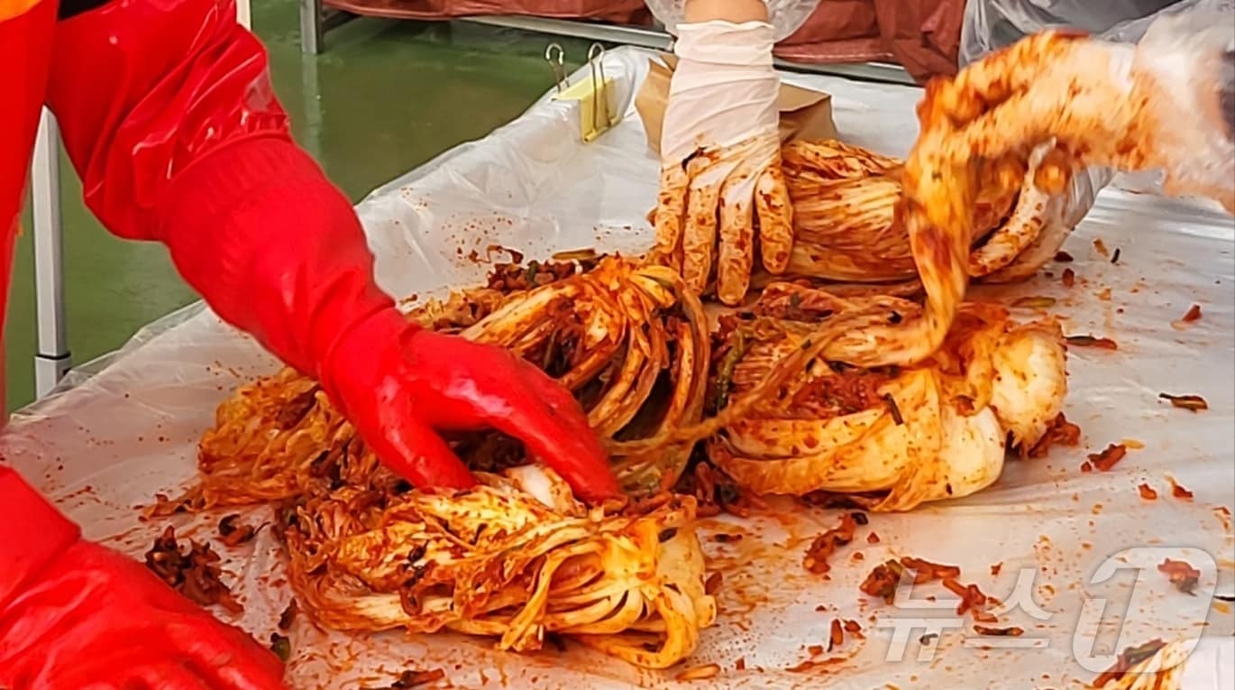 '2025년 평창고랭지김장축제'가 5일 강원 평창군 진부면민체육공원 다목적센터에서 성황리에 개막한 가운데 이날 행사장에서 축제 참가자들이 김장에 나서고 있다. 오는 17일까지 열리는 이 축제는 서해안에서 생산된 소금과 평창의 고랭지 배추, 강원의 양념비법으로 직접 김치를 만들 수 있는 행사로서, 올해로 8회째를 맞았다. 2025.11.5./뉴스1 ⓒ News1 신관호 기자