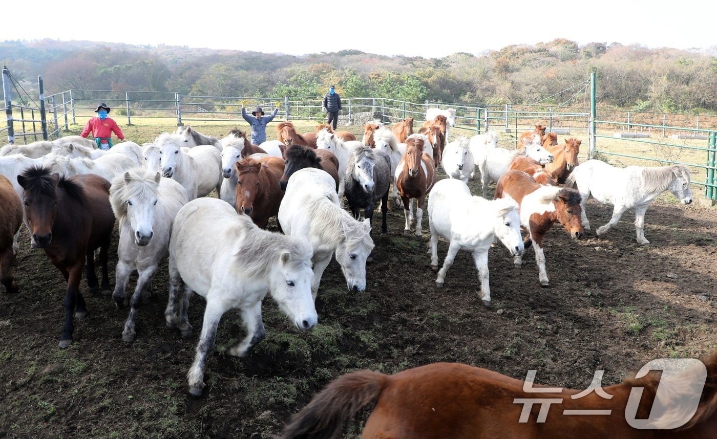 6일 오전 산간도로인 제주시 5·16도로변 마 방목지에서 '말테우리'들이 소리를 치거나 손뼉을 치며 천연기념물인 '제주마'를 몰고 있다. 제주축산연구원은 해마다 봄에는 이곳에서, 겨울철에는 해발 고도가 낮은 방목지로 옮겨 관리하고 있다. 2025.11.6/뉴스1 ⓒ News1 고동명 기자
