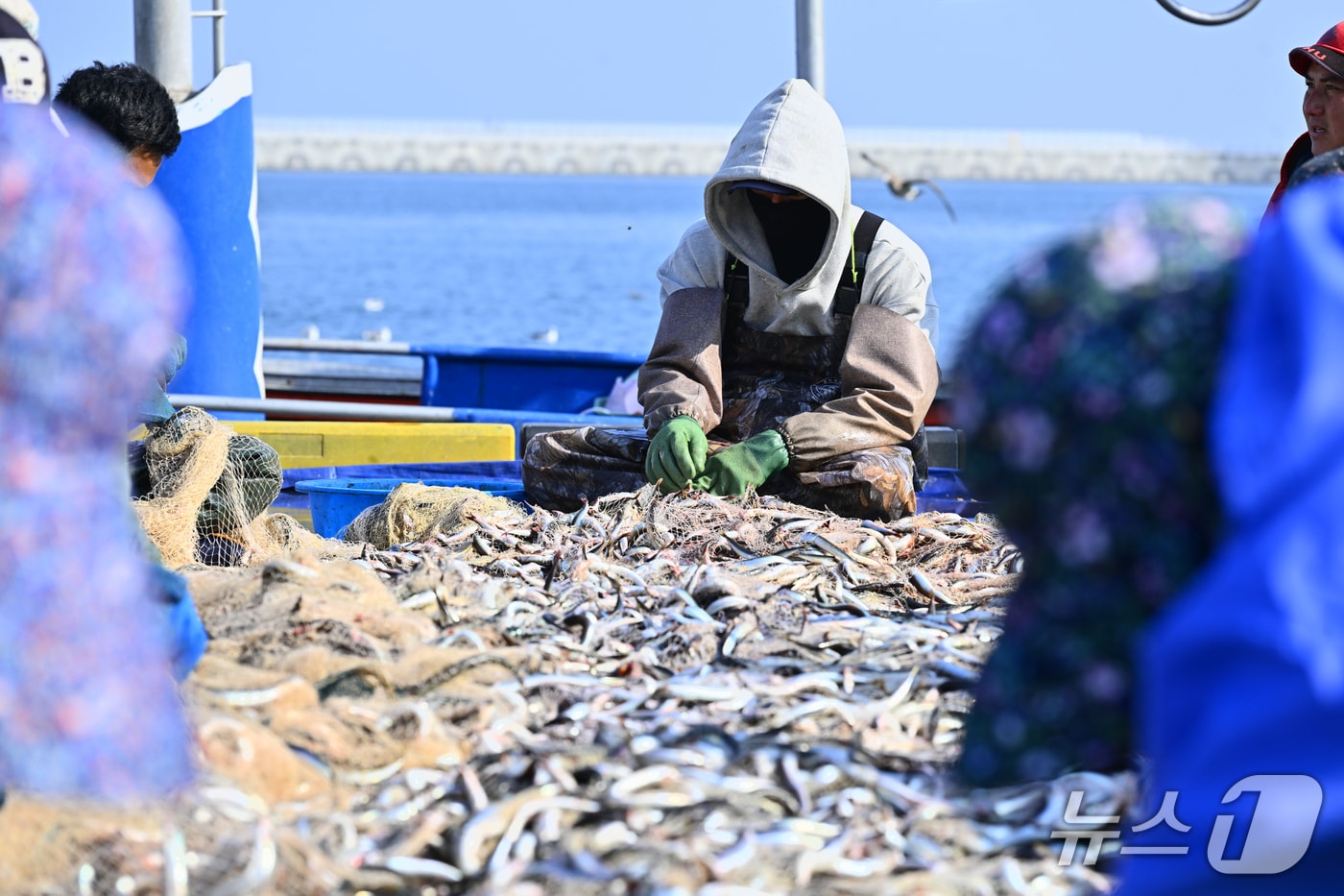 속초 양미리.&#40;속초시 제공, 재판매 및 DB 금지&#41; 2025.11.6/뉴스1