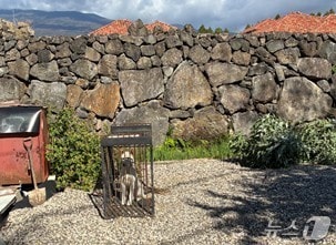 포획된 유기견(서귀포시 제공. 재판매 및 DB금지)/뉴스1 