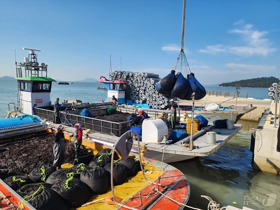 신안 물김 경매 입찰 현장(신안군 제공. 재판매 및 DB금지) /뉴스1