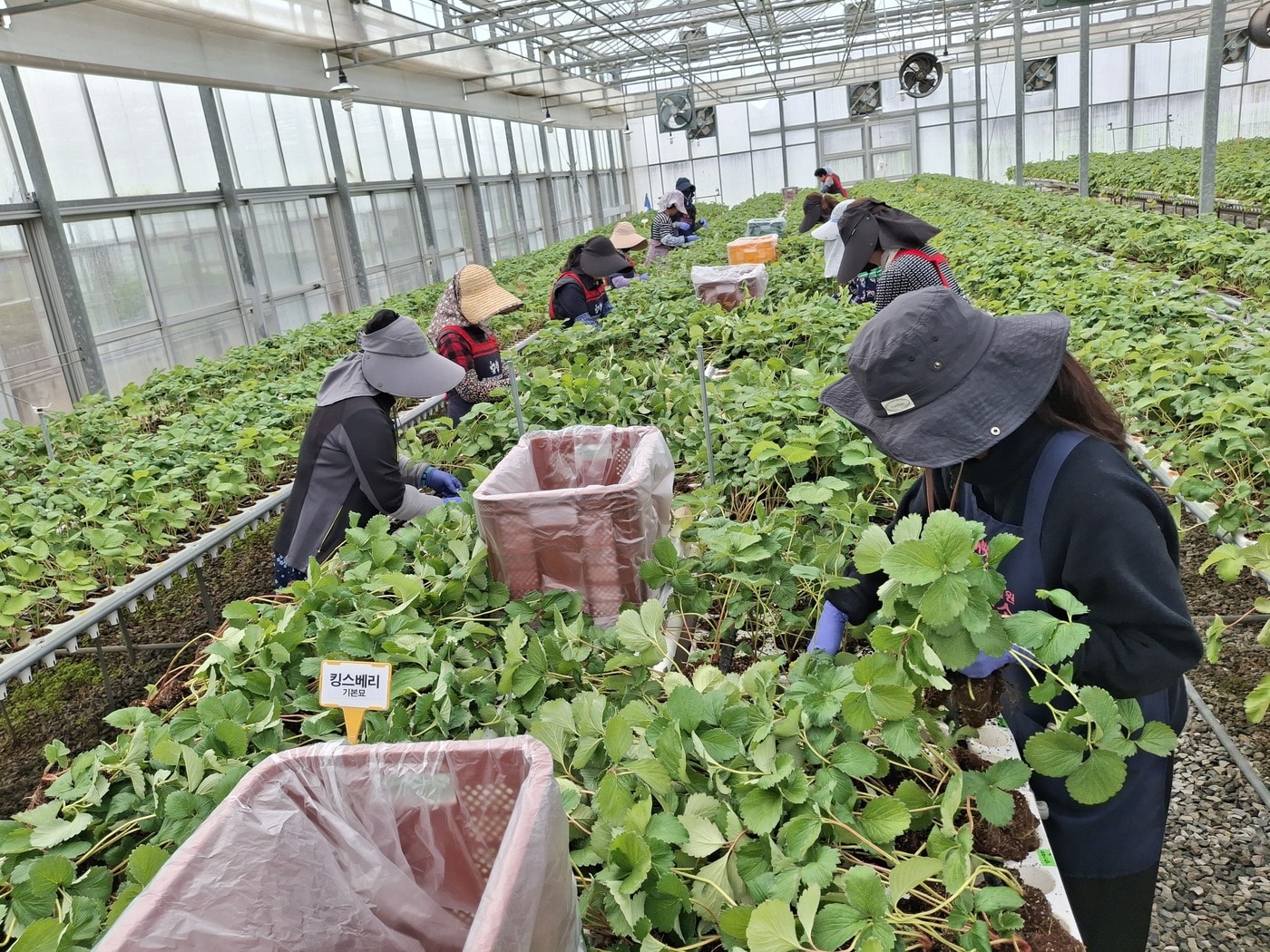 충남농기원 11일까지 딸기 무병묘 3만7500주 보급 - 뉴스 썸네일 이미지