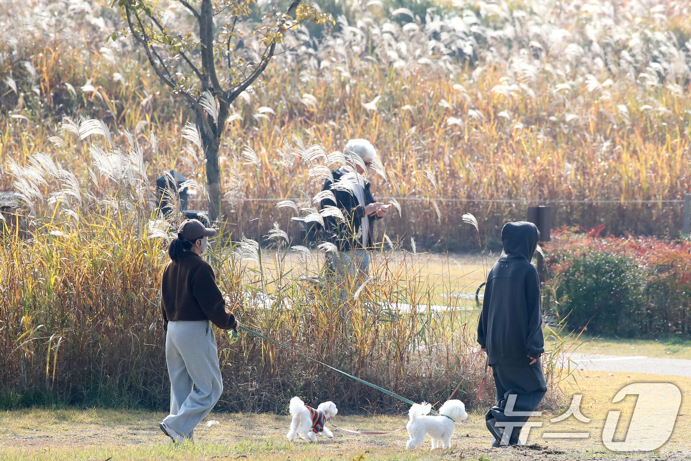 겨울이 시작된다는 입동&#40;立冬&#41;인 7일 오후 대구 달성습지를 찾은 시민들이 반려견과 함께 억새 군락지를 산책하고 있다. 2025.11.7/뉴스1 ⓒ News1 공정식 기자