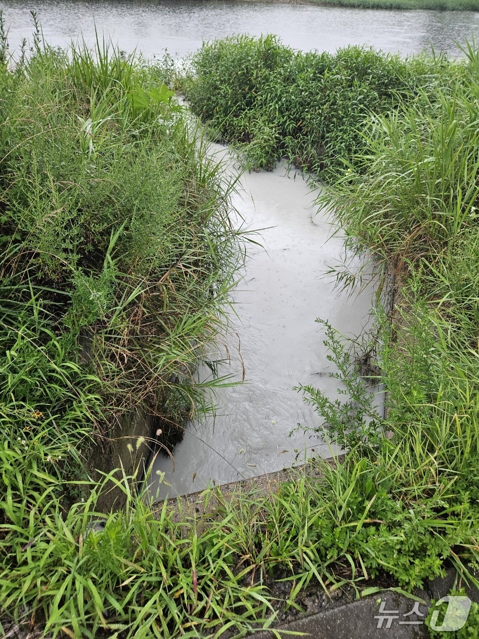 폐기물이 유등천으로 흘러 들어가는 모습.(대전시 제공. 재판매 및 DB금지)/뉴스1