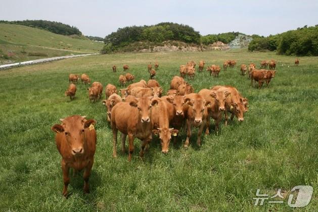 강원도, 동해·고성 한우농가 우량 암소 공급.사진은 기사 이해를 돕기 위한 자료사진.(강원도 제공, 재판매 및 DB 금지) 2025.11.9/뉴스1