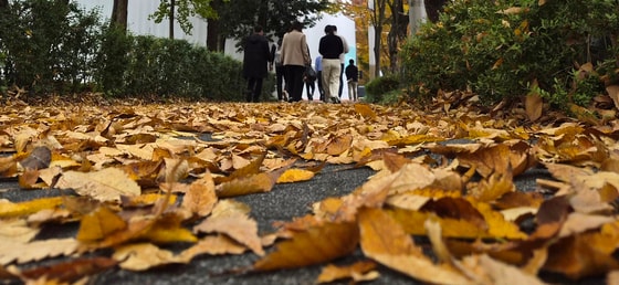 전북 전주시 천서로에서 시민들이 낙엽을 밟으며 발걸음을 옮기고 있다. 2025.11.9/뉴스1 ⓒ News1 유경석 기자