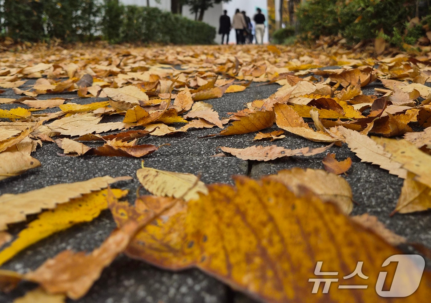 자료사진/뉴스1 ⓒ News1 유경석 기자