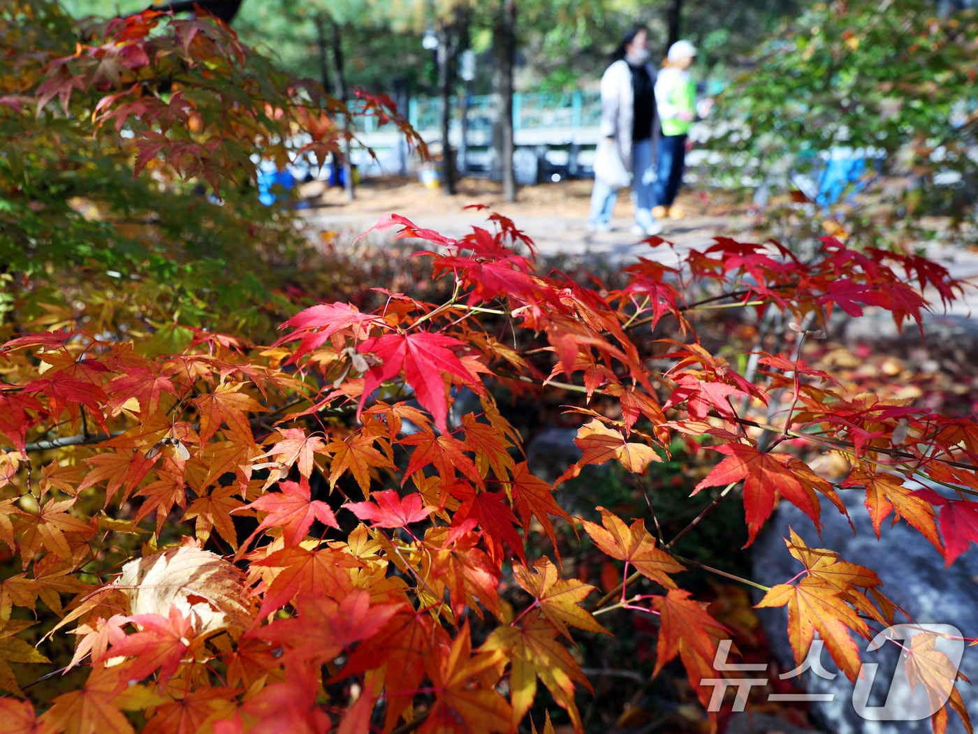 단풍 자료사진. /뉴스1