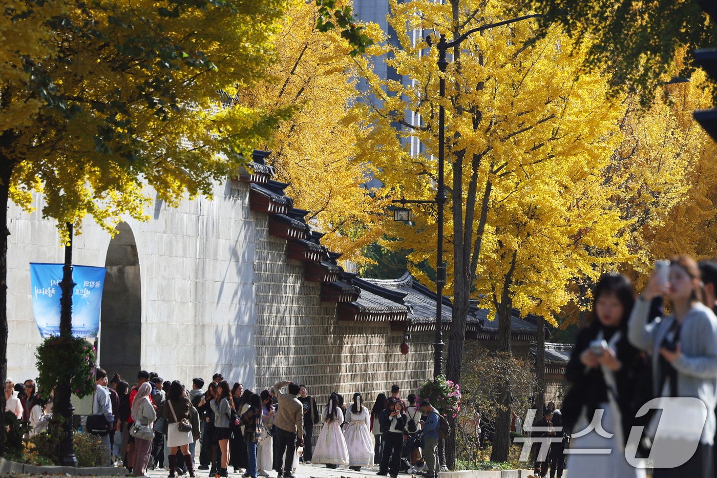 서울 종로구 효자로에서 외국인 관광객과 시민들이 노랗게 물든 은행나무와 함께 즐거운 시간을 보내고 있다. 2025.11.9/뉴스1 ⓒ News1 황기선 기자