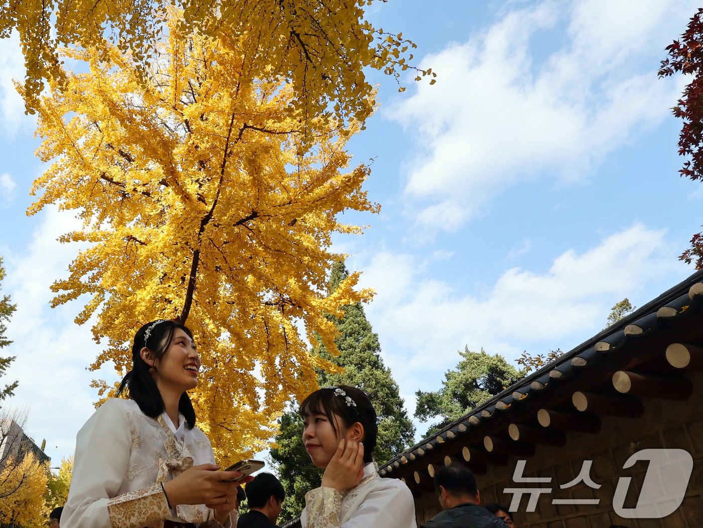 온화한 가을 날씨를 보인 9일 오후 서울 종로구 효자로에서 외국인 관광객과 시민들이 노랗게 물든 은행나무와 함께 즐거운 시간을 보내고 있다. 2025.11.9/뉴스1 ⓒ News1 황기선 기자