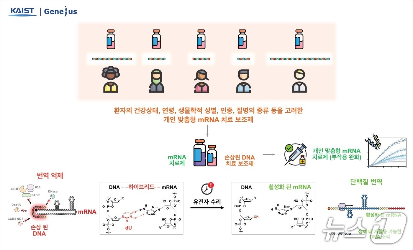 DNA-mRNA 하이브리드 기반 mRNA 번역 제어 전략(KAIST 제공) /뉴스1