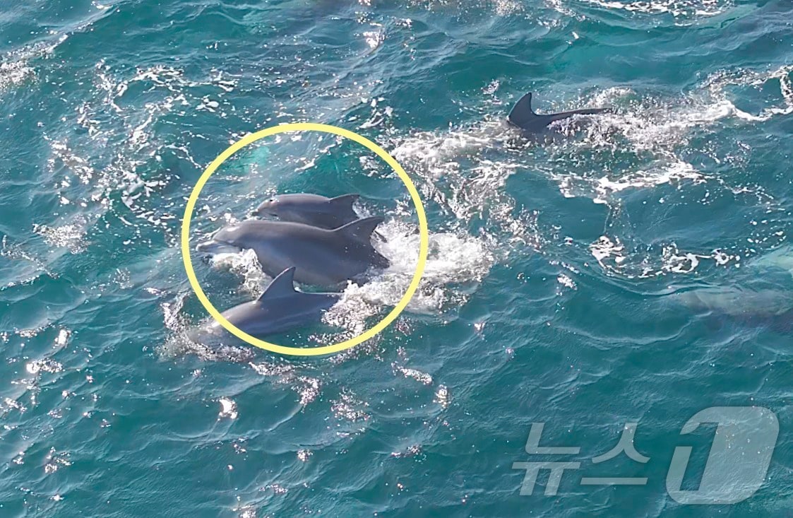 지난 11월 제주시 구좌읍 종달리 앞바다에서 남방큰돌고래 '춘삼이'가 새끼 돌고래와 함께 유영하는 모습이 목격됐다. 이 돌고래는 지난 2013년 수족관에서 자연으로 방류됐다.(다큐제주, 제주대학교 고래·해양생물보전연구센터 제공. 재판매 및 DB 금지) ⓒ News1 홍수영 기자