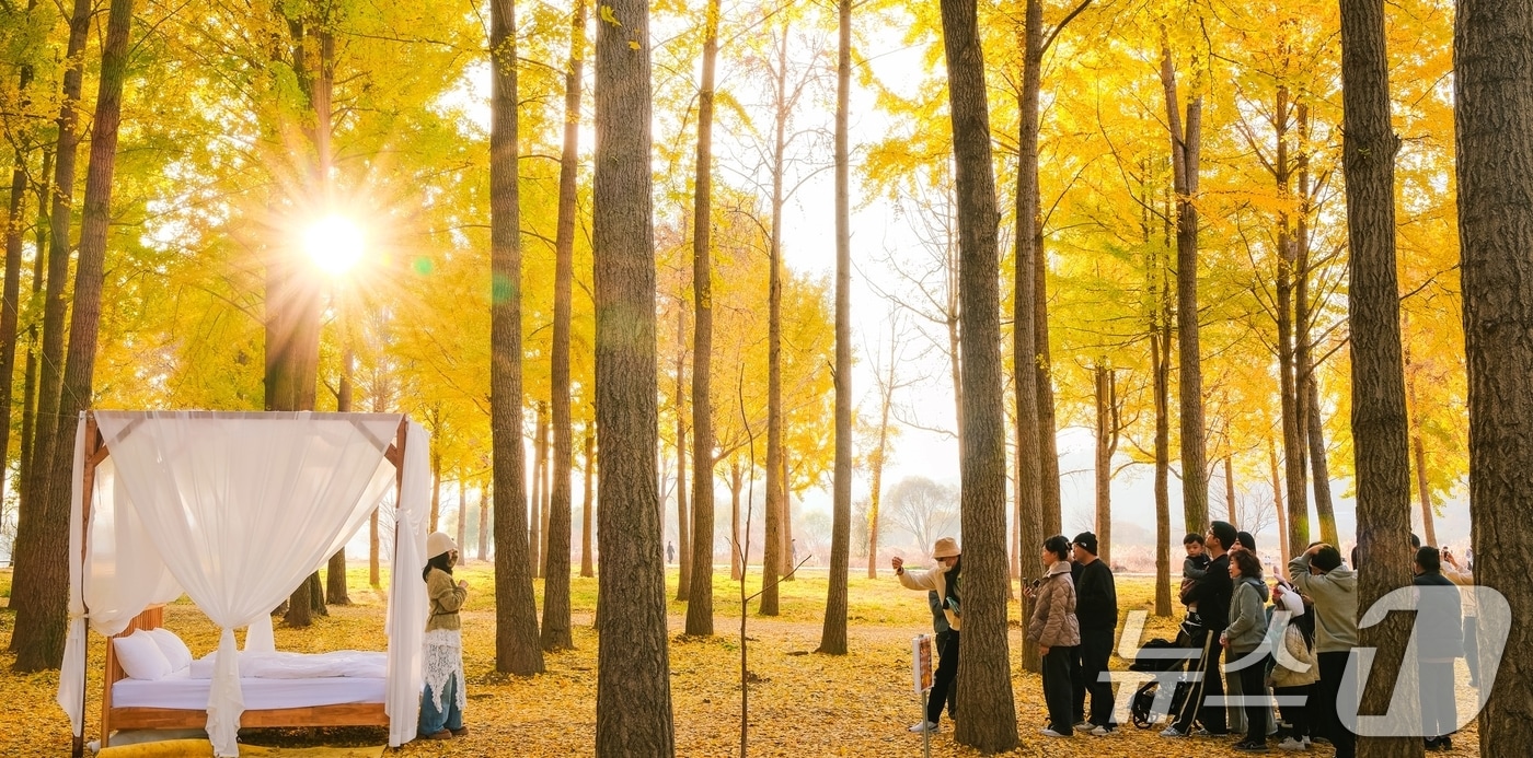 지난 30일 고령 다산 은행나무숲 가을나들이 행사에 참여한 관광객들이 포토존에서 사진을 찍고 있다.&#40;고령군 제공. 재판매 및 DB금지&#41;/뉴스1 ⓒ News1 정우용 기자
