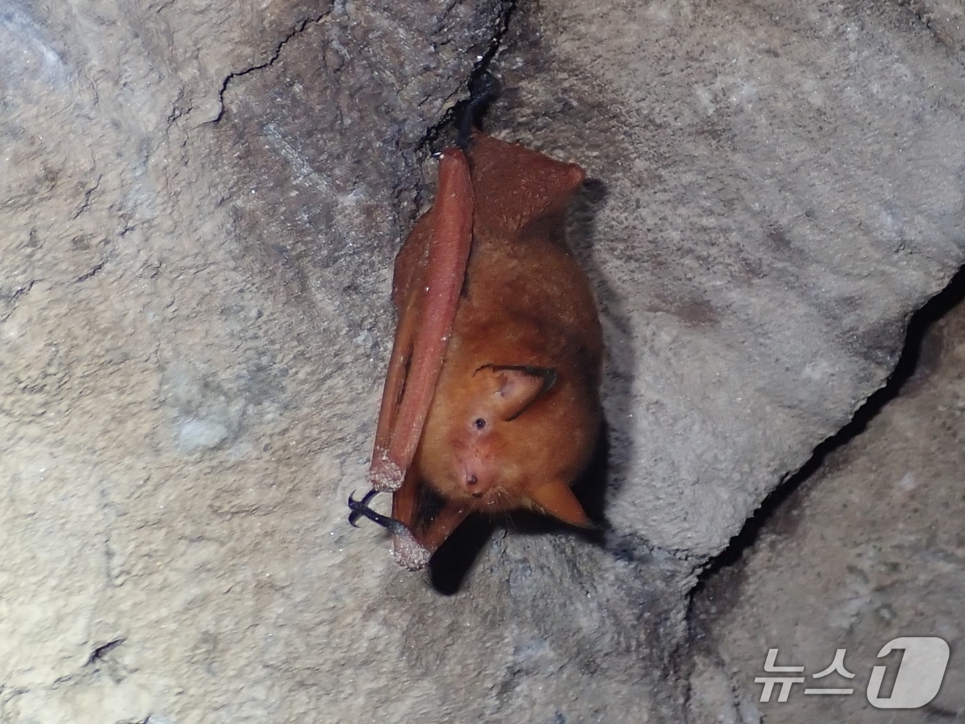 경북 울진군 왕피천 유역에서 멸종위기Ⅰ급 야생생물인 &#39;붉은박쥐&#39;와 Ⅱ급인 &#39;토끼박쥐&#39; 서식이 처음 확인됐다. 사진은 붉은박쥐. &#40;대구환경청 제공. 재판매 및 DB 금지&#41;/뉴스1