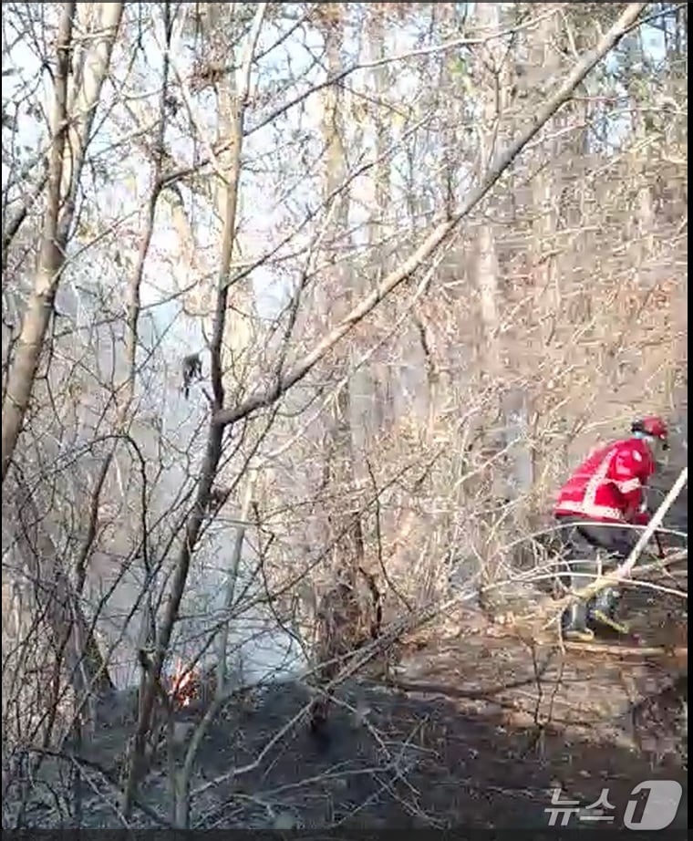 보령 청라면 장산리 산불 화재 현장. (산림청 제공, 재판매 및 DB금지) / 뉴스1