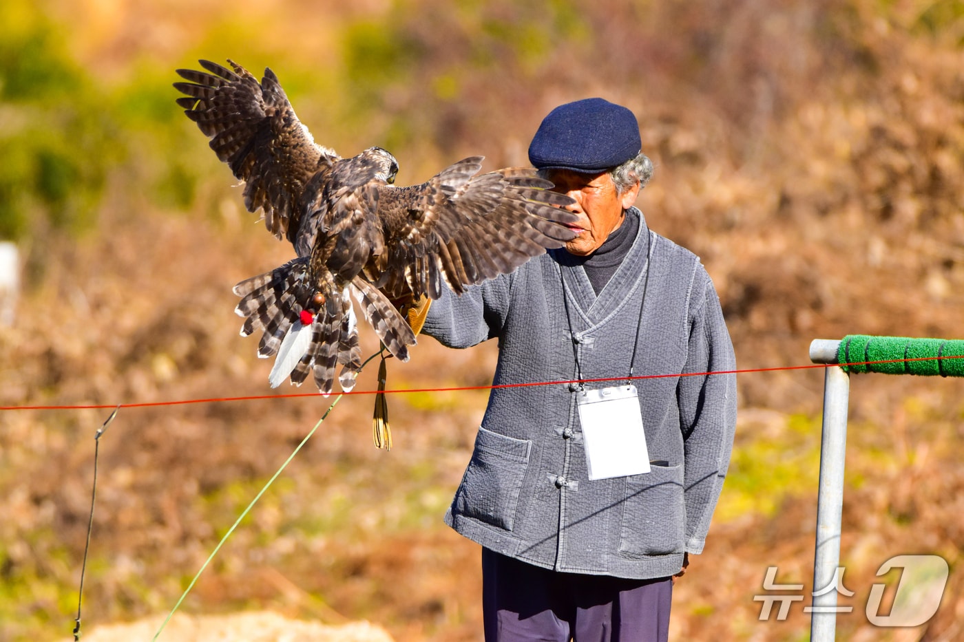 전북 무형유산인 '매사냥' 공개시연회가 오는 13일 오전 10시 진안군 백운면 매사냥체험홍보관 일원에서 열린다.(진안군제공. 재판매 및 DB금지)2025.12.11/뉴스1