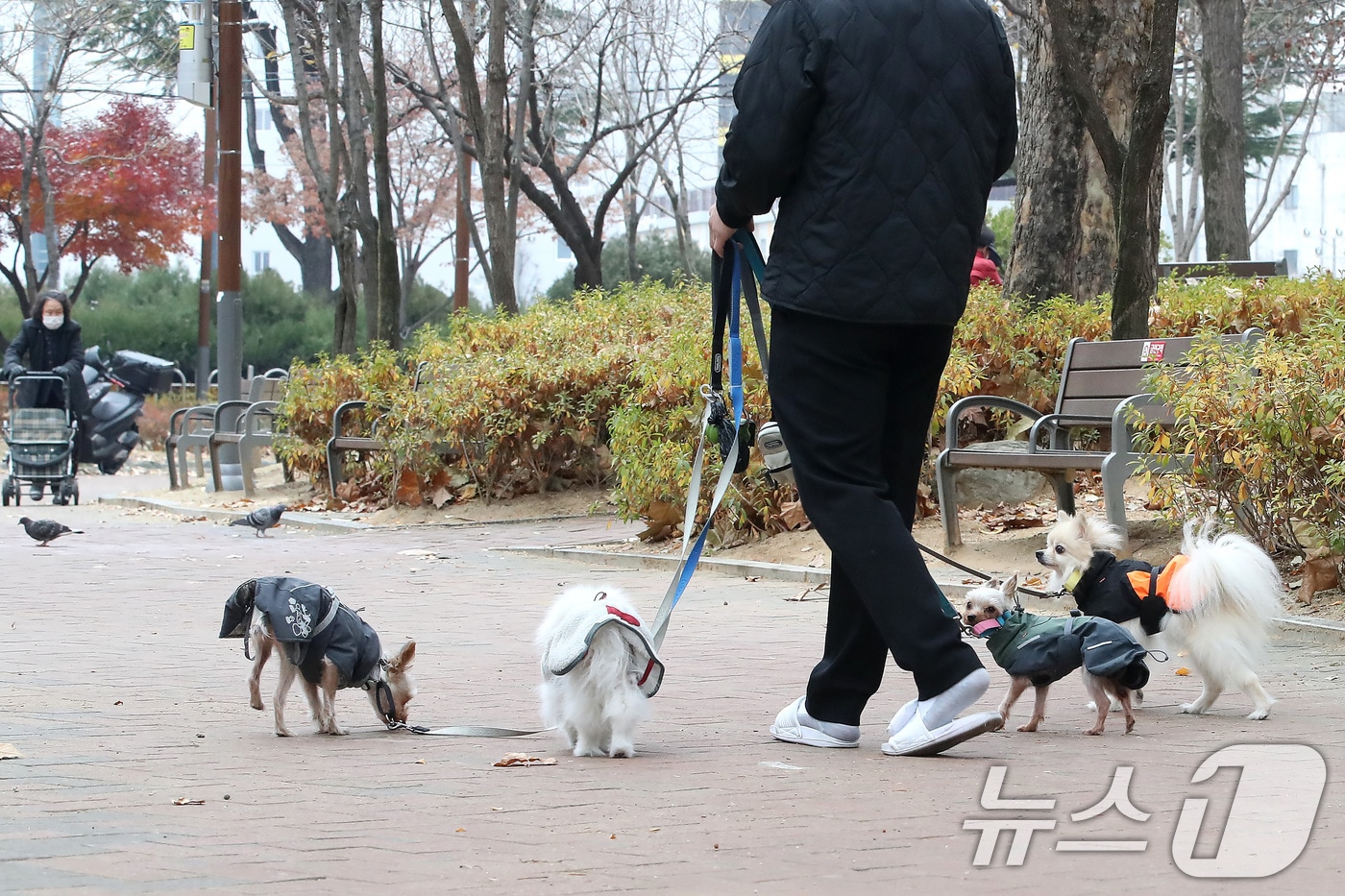 포근한 날씨를 보인 11일 대구 서구 감삼못공원에서 한 시민이 반려견 4마리와 함께 산책하고 있다. 2025.12.11/뉴스1 ⓒ News1 공정식 기자
